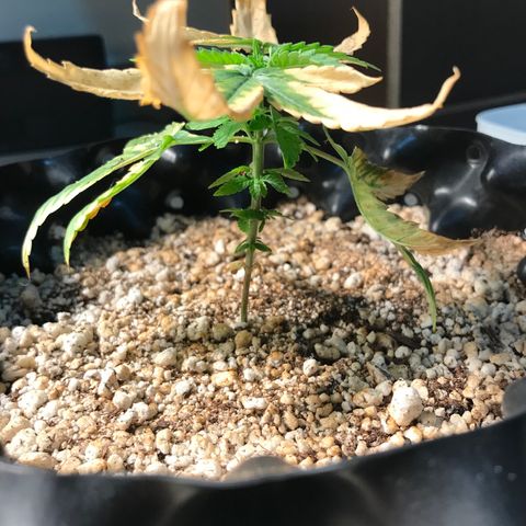 Cheese growlog timeline photo