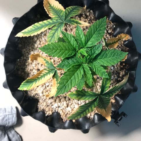 Amnesia Haze growlog timeline photo