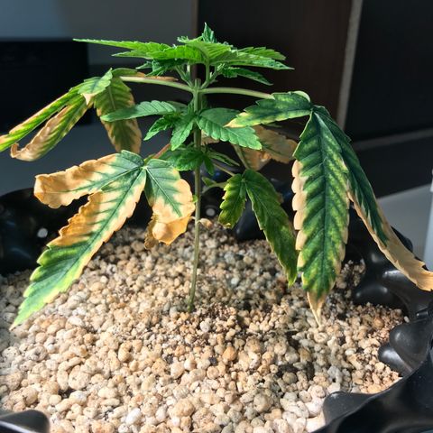 Amnesia Haze growlog timeline photo