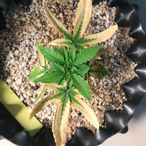 Cheese growlog timeline photo