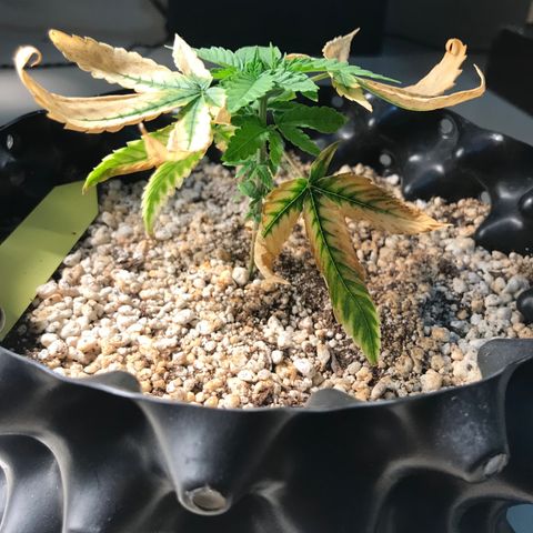 Cheese growlog timeline photo