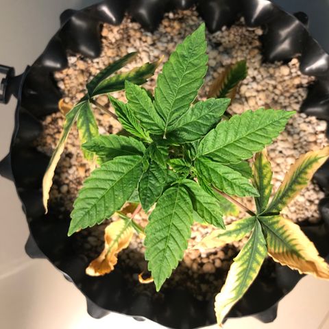 Amnesia Haze growlog timeline photo