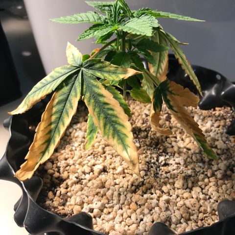 Amnesia Haze growlog timeline photo