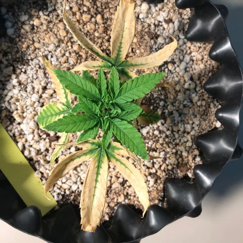 Cheese growlog timeline photo