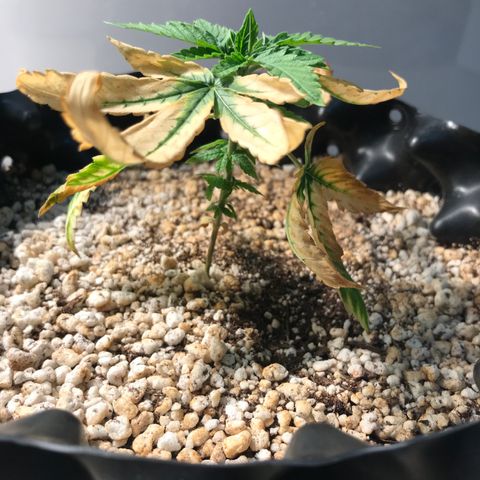 Cheese growlog timeline photo