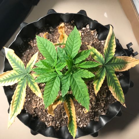 Amnesia Haze growlog timeline photo
