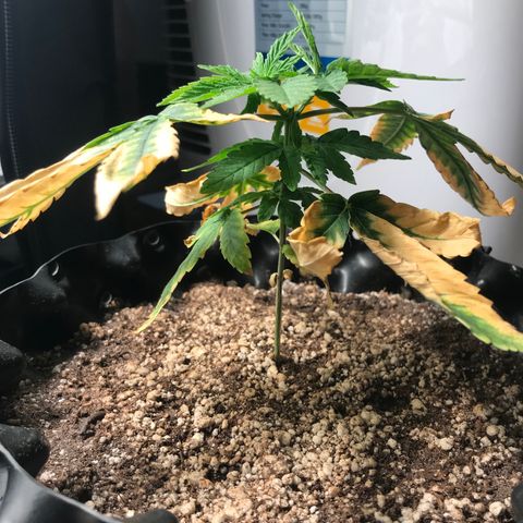 Amnesia Haze growlog timeline photo
