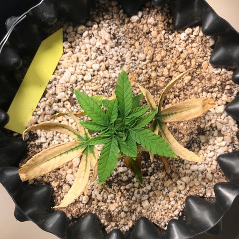 Cheese growlog timeline photo
