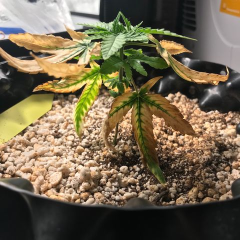 Cheese growlog timeline photo