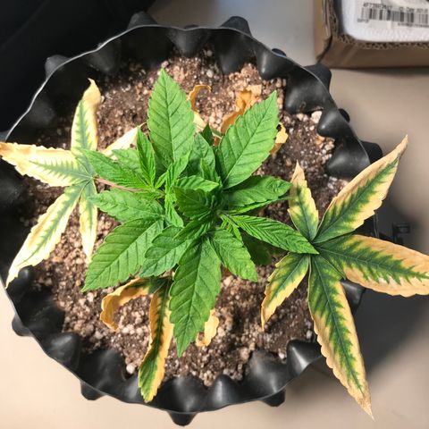 Amnesia Haze growlog timeline photo