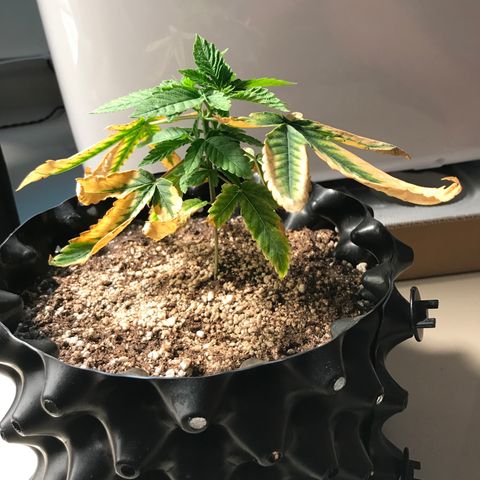 Amnesia Haze growlog timeline photo