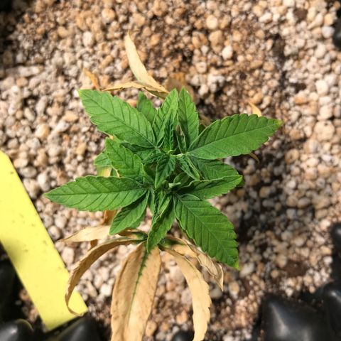 Cheese growlog timeline photo