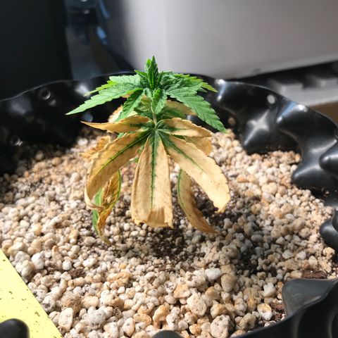 Cheese growlog timeline photo
