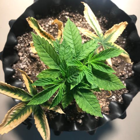 Amnesia Haze growlog timeline photo
