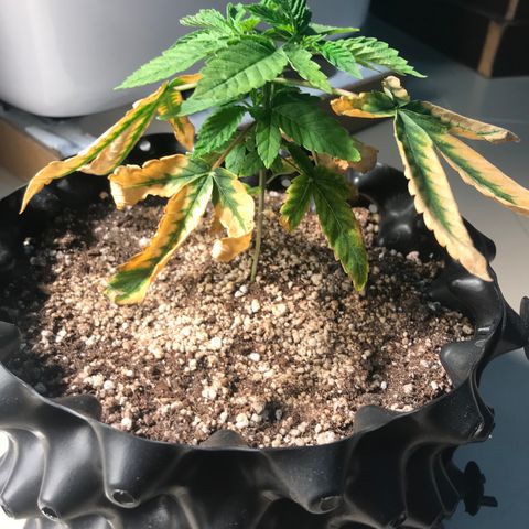 Amnesia Haze growlog timeline photo