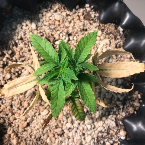 Cheese growlog timeline photo