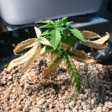 Cheese growlog timeline photo
