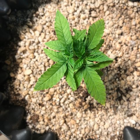 Cheese growlog photo: Pós remoção das folhas mortas - 23:35