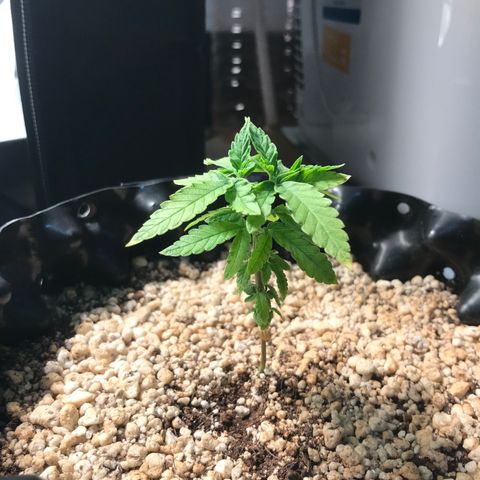 Cheese growlog photo: Pós remoção das folhas mortas - 23:35