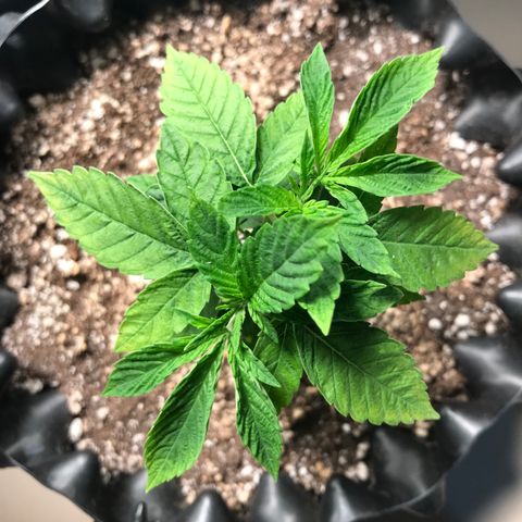 Amnesia Haze growlog photo: Pós remoção das folhas mortas - 23:35