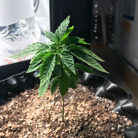 Amnesia Haze growlog photo: Pós remoção das folhas mortas - 23:35