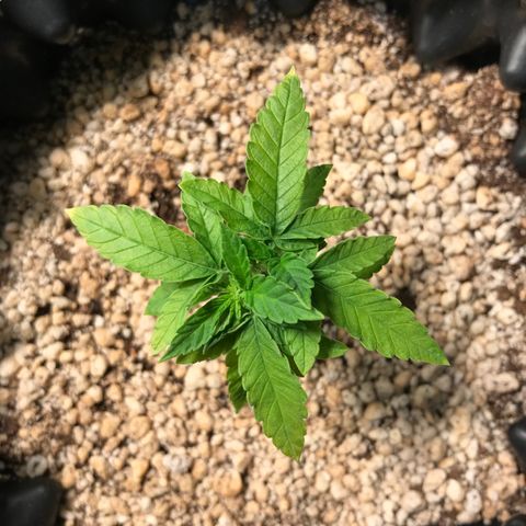 Cheese growlog timeline photo