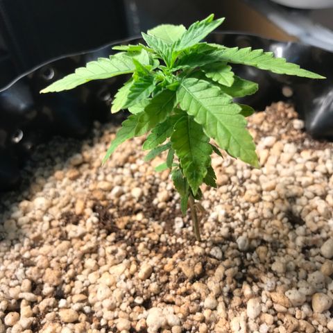 Cheese growlog timeline photo