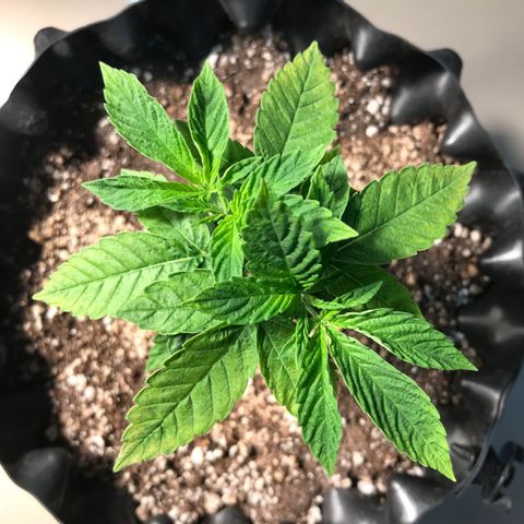Amnesia Haze growlog timeline photo