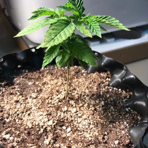 Amnesia Haze growlog timeline photo