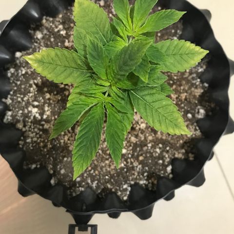 Amnesia Haze growlog photo: Ainda esperando efeitos da nutrição. Folhas estão apáticas e as novas novas com verde escuro.
