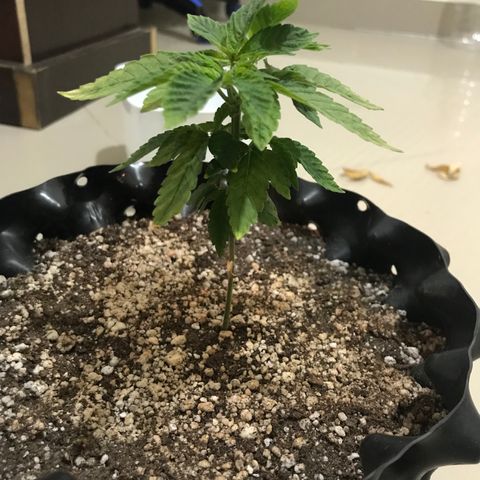 Amnesia Haze growlog photo: Ainda esperando efeitos da nutrição. Folhas estão apáticas e as novas novas com verde escuro.