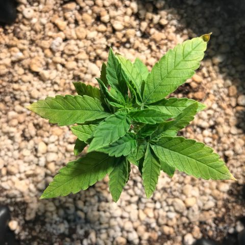 Cheese growlog photo: Folhas estão em recuperação ainda. As primeiras ainda estão com aparência similar à primeira deficiência. Esperar recuperação.