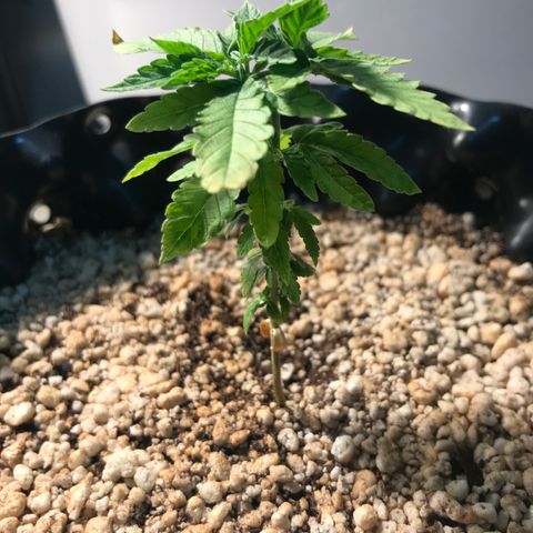 Cheese growlog photo: Folhas estão em recuperação ainda. As primeiras ainda estão com aparência similar à primeira deficiência. Esperar recuperação.