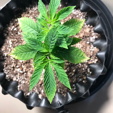 Amnesia Haze growlog timeline photo