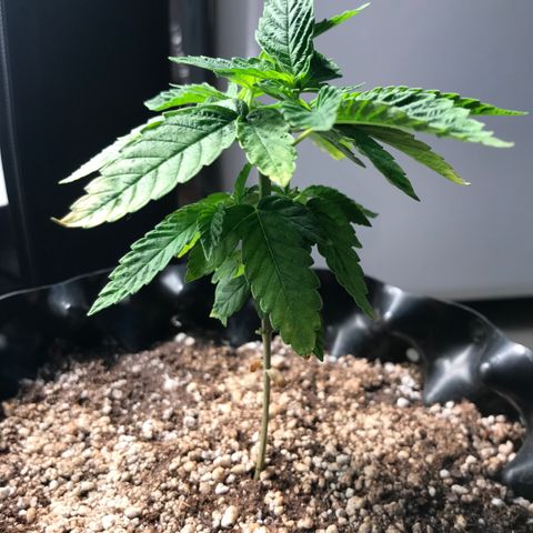 Amnesia Haze growlog timeline photo