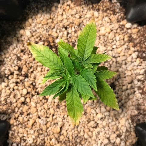 Cheese growlog timeline photo
