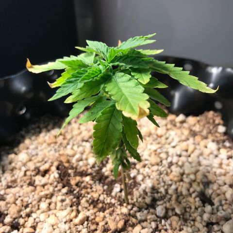 Cheese growlog timeline photo
