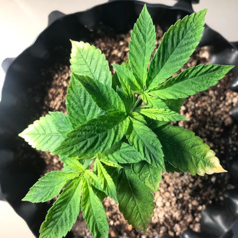 Amnesia Haze growlog timeline photo