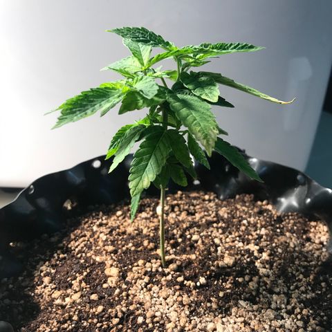 Amnesia Haze growlog timeline photo