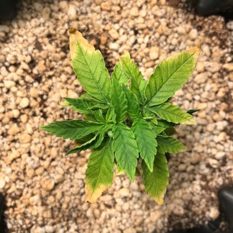 Cheese growlog timeline photo