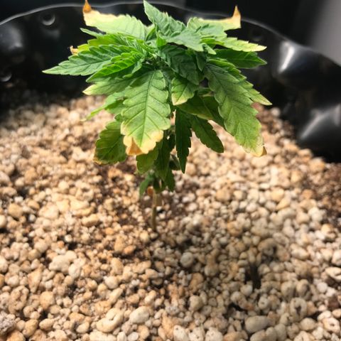 Cheese growlog timeline photo