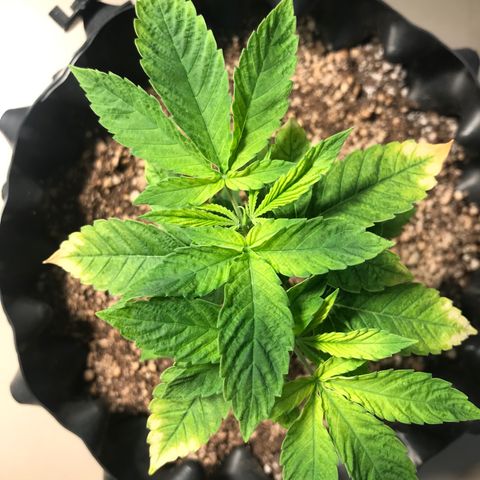 Amnesia Haze growlog photo: Dia 8 pós fertilizante dobrado. Expectativa: começar a estabilizar e novas folhas virem saudáveis.