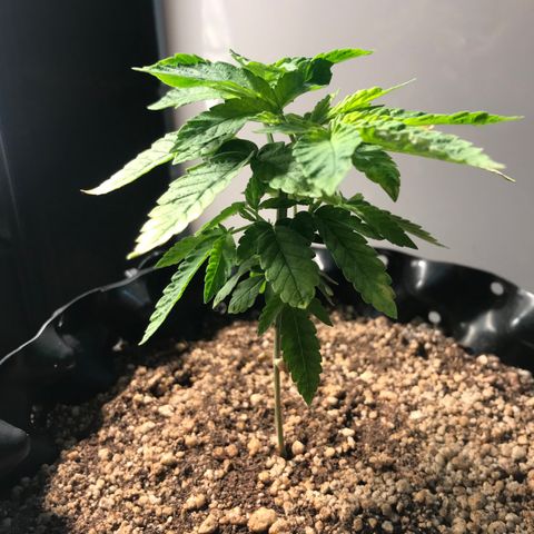 Amnesia Haze growlog photo: Dia 8 pós fertilizante dobrado. Expectativa: começar a estabilizar e novas folhas virem saudáveis.