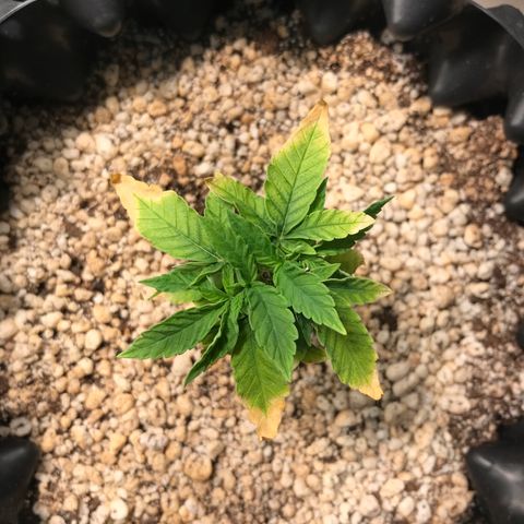 Cheese growlog timeline photo