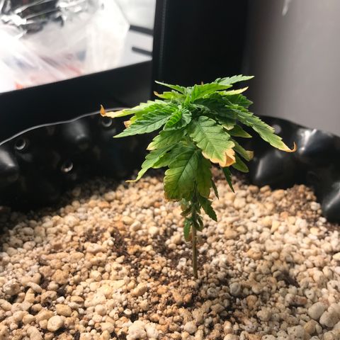 Cheese growlog timeline photo
