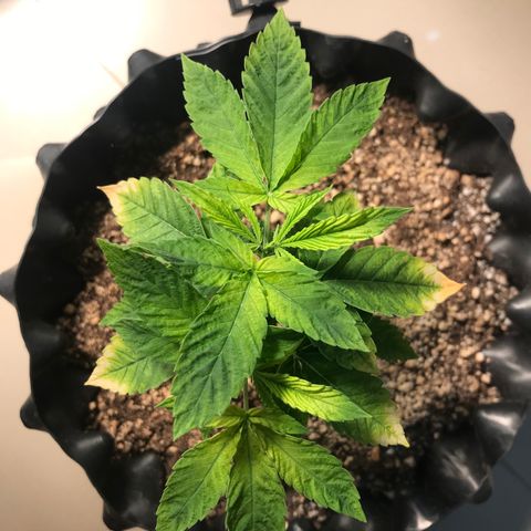 Amnesia Haze growlog timeline photo