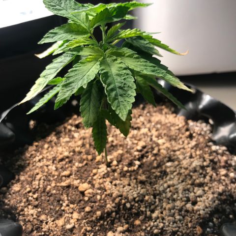 Amnesia Haze growlog timeline photo