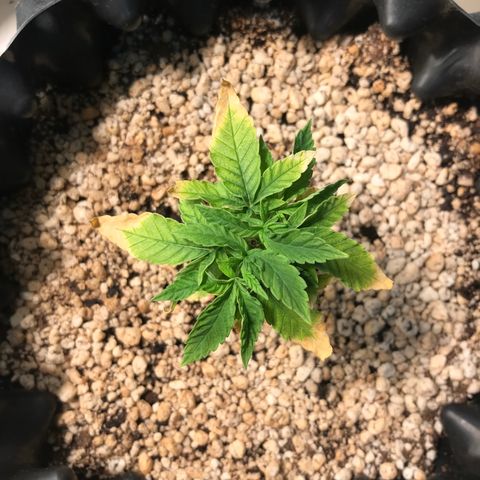 Cheese growlog timeline photo