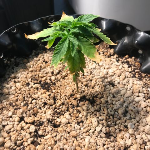 Cheese growlog timeline photo