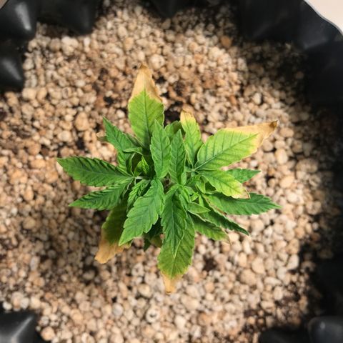 Cheese growlog timeline photo